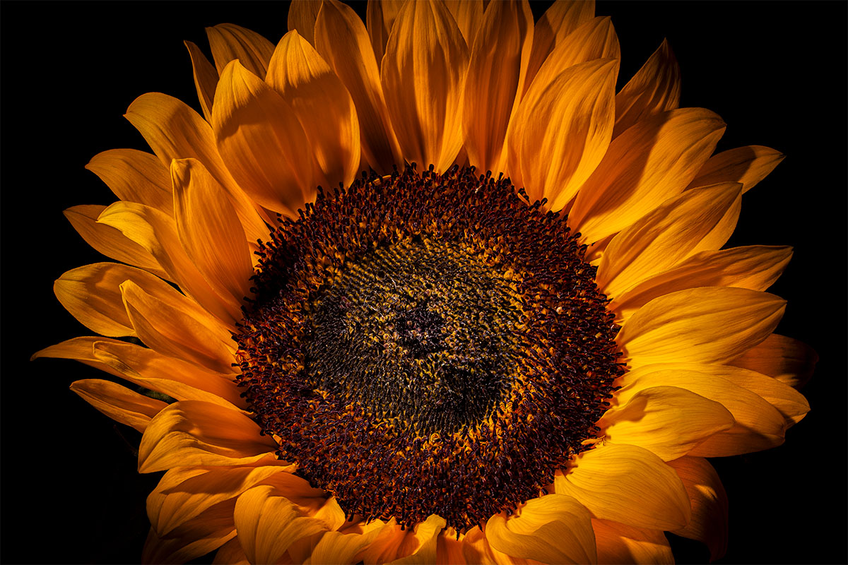 Sunshine-In-The-Shadows-Fine-Art-Photography-Prints Sunshine In The Shadows Fine Art Photography Prints